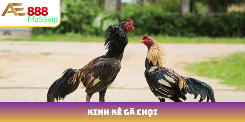 kinh kê gà chọi