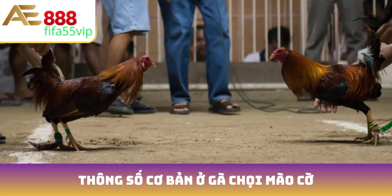 Thông số cơ bản ở gà chọi mào cờ