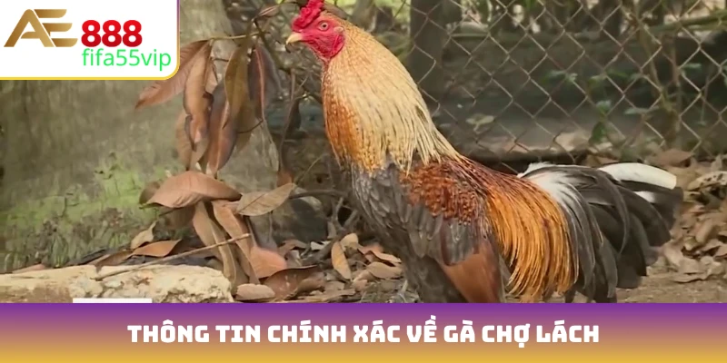 Thông tin chính xác về Gà Chợ Lách