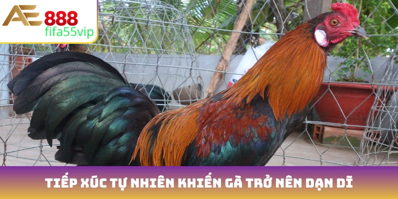 Tiếp xúc tự nhiên khiến gà trở nên dạn dĩ