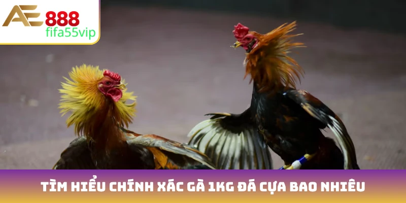 Tìm hiểu chính xác gà 1kg đá cựa bao nhiêu