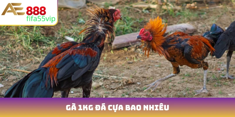 gà 1kg đá cựa bao nhiêu