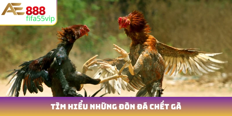 Tìm hiểu những đòn đá chết gà
