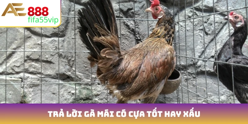 Trả lời gà mái có cựa tốt hay xấu