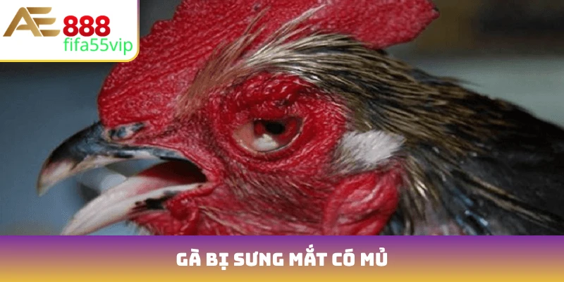 gà bị sưng mắt có mủ
