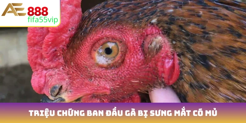 Triệu chứng ban đầu gà bị sưng mắt có mủ