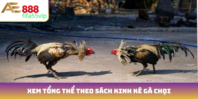 Xem tổng thể theo sách kinh kê gà chọi